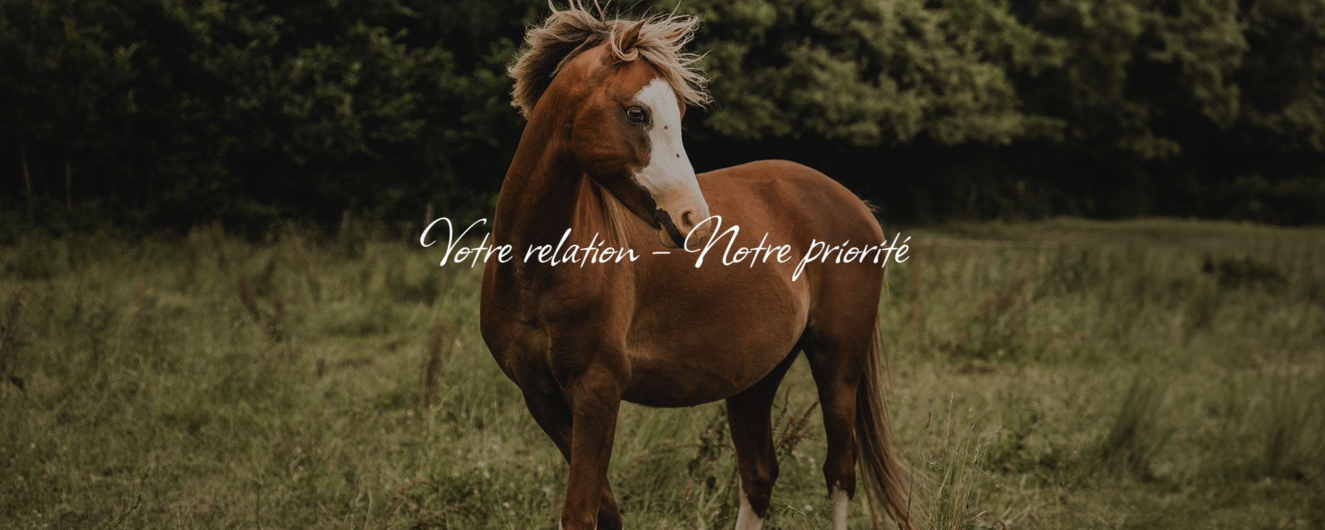 Écurie spécialisée en pension, enseignement et attelage Écurie spécialisée en pension, enseignement et attelage