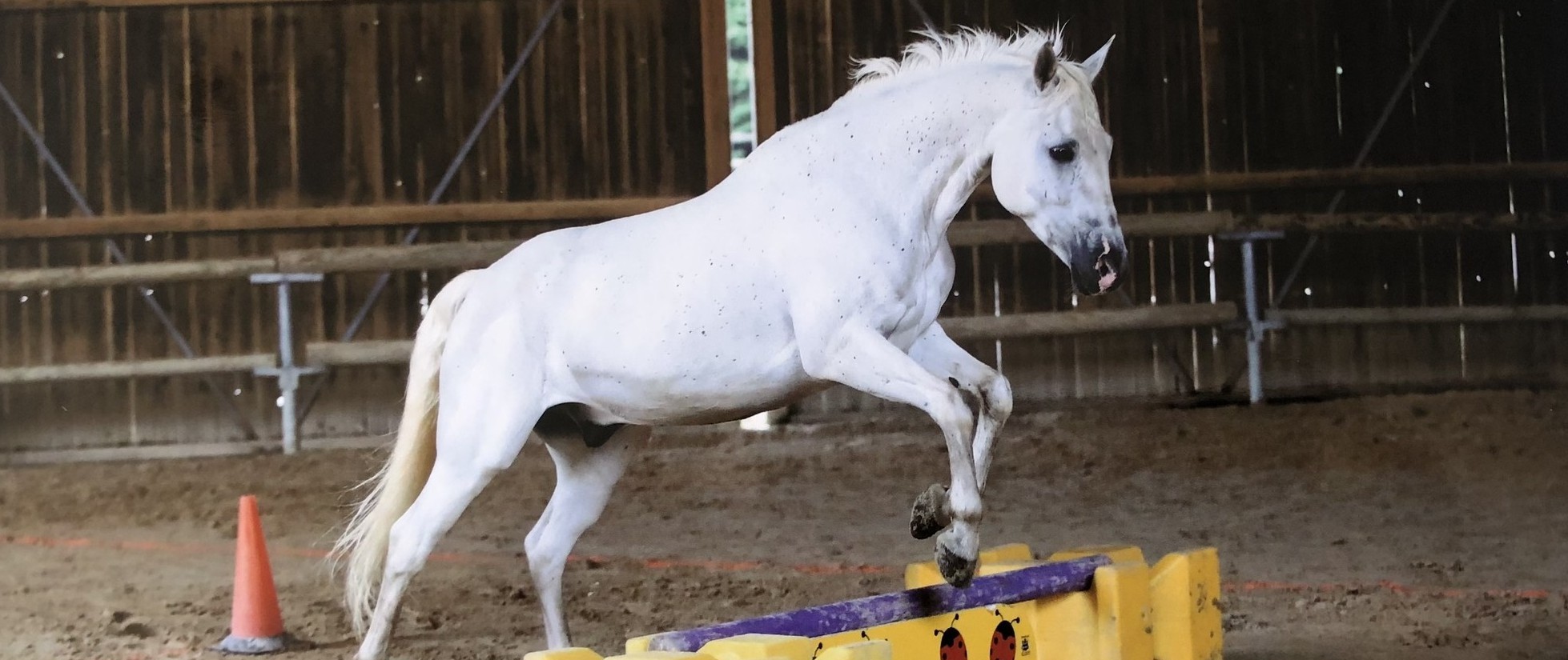 Débourrage de chevaux près de Bourges